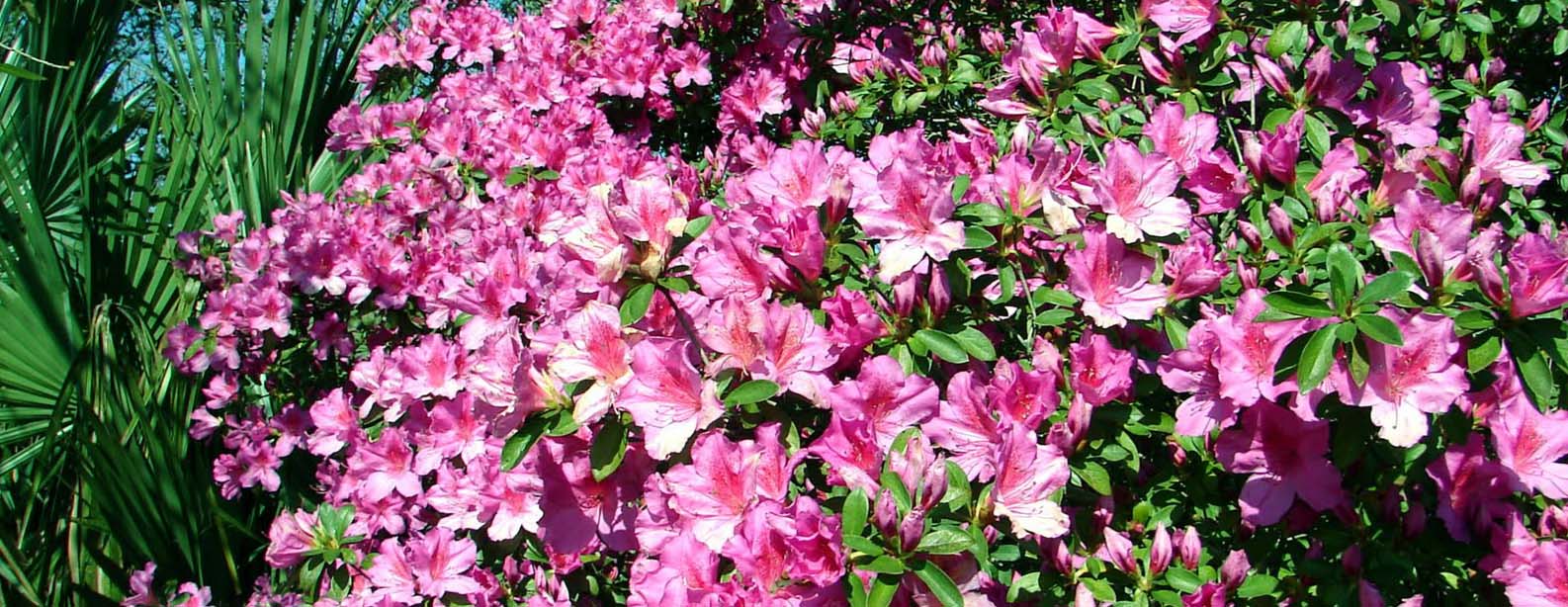 Florida Azalea Festival is March 23 English blog