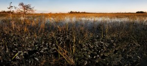 Everglades